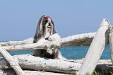 SHIH TZU 042